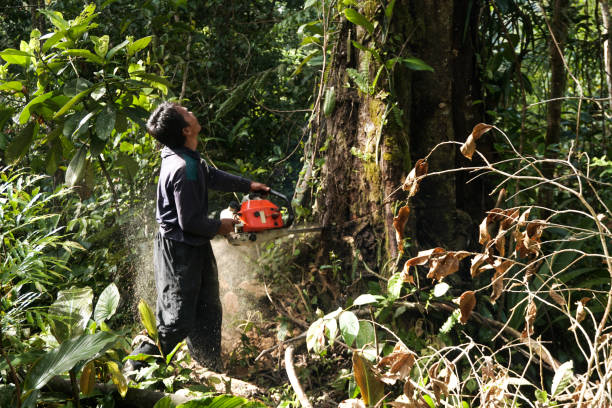 Best Large Tree Removal  in Joseph, OR